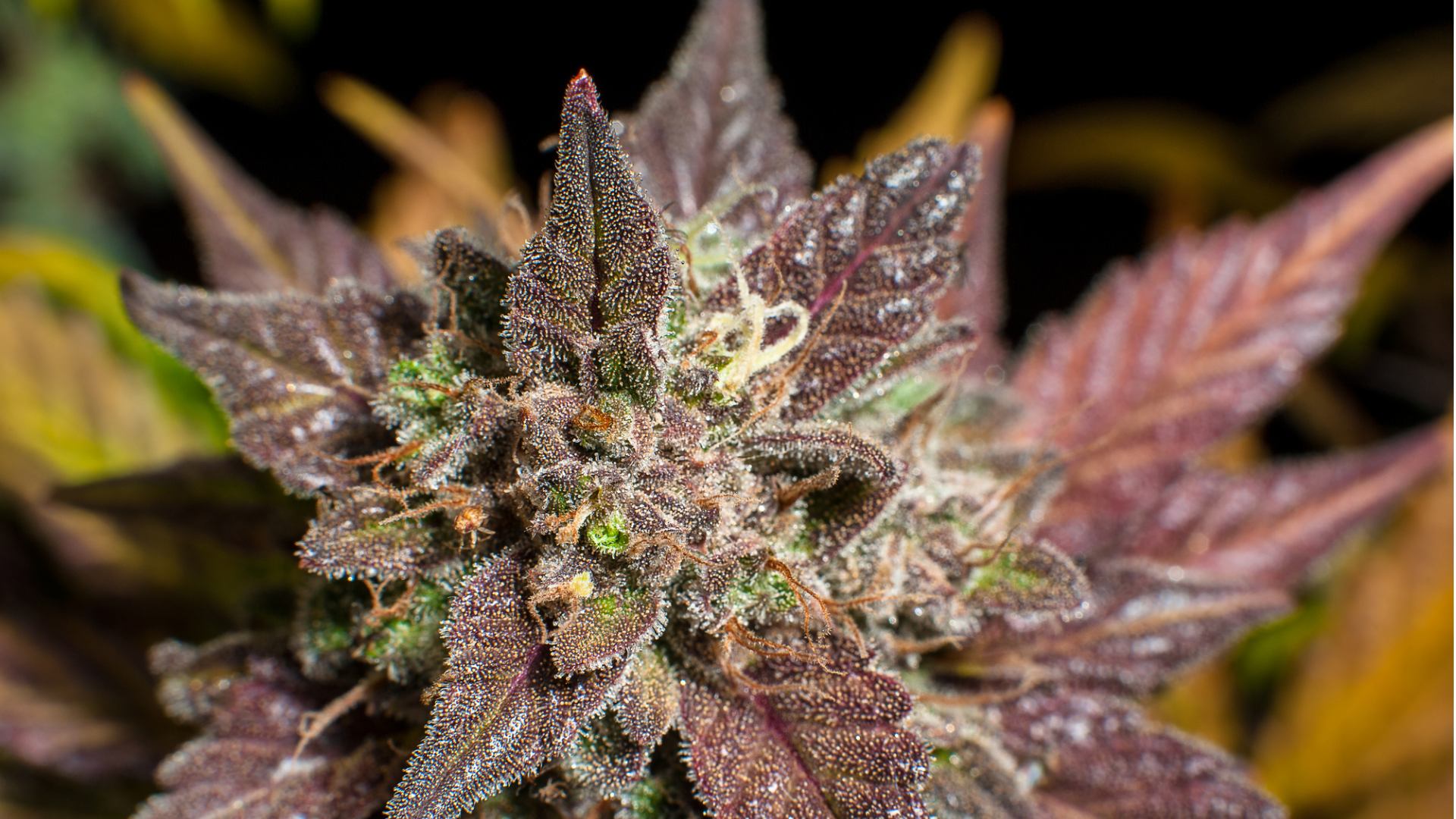 Highly Rated Marijuana Flower Buds